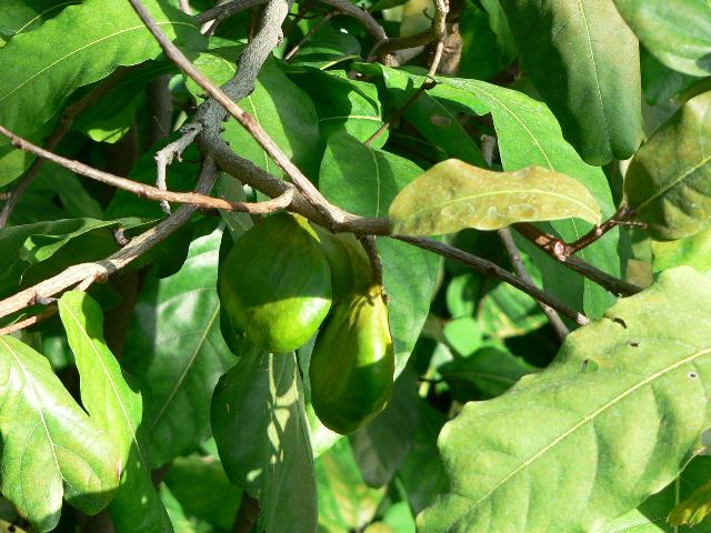 شاه بلوط تاهیتی